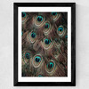 Peacock Feathers Wide Black Frame