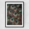 Peacock Feathers Narrow Black Frame
