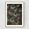 Peacock Feathers Narrow Oak Frame