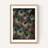 Peacock Feathers