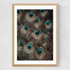 Peacock Feathers Medium Oak Frame