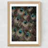 Peacock Feathers Wide Oak Frame