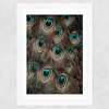 Peacock Feathers
