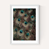 Peacock Feathers