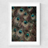 Peacock Feathers Medium White Frame