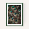 Peacock Feathers