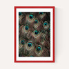 Peacock Feathers