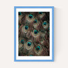 Peacock Feathers