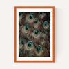 Peacock Feathers