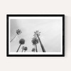 8 Palms