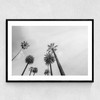8 Palms