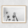 8 Palms