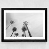 8 Palms