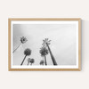 8 Palms