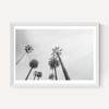 8 Palms