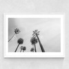 8 Palms