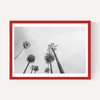 8 Palms
