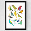 Parrots Wide Black Frame