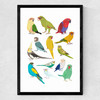 Parrots Medium Black Frame
