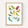 Parrots
