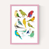Parrots