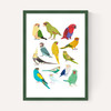 Parrots
