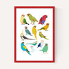 Parrots