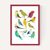 Parrots