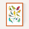 Parrots