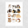 Guinea Pigs Wearing Glasses Narrow White Frame