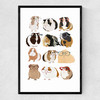 Guinea Pigs Wearing Glasses