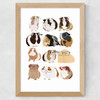 Guinea Pigs Wearing Glasses
