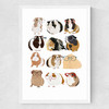 Guinea Pigs Wearing Glasses