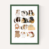 Guinea Pigs Wearing Glasses