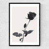 One Rose