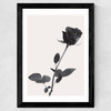 One Rose Wide Black Frame