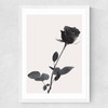 One Rose