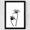 Iris by Honeymoon Hotel Wide Black Frame