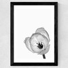 Delicate Poppy Wide Black Frame