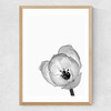Delicate Poppy Medium Oak Frame