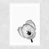 Delicate Poppy Narrow White Frame