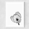 Delicate Poppy Medium White Frame
