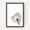 Delicate Poppy