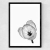 Delicate Poppy Medium Black Frame