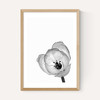 Delicate Poppy