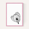 Delicate Poppy
