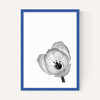 Delicate Poppy