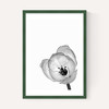 Delicate Poppy
