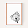 Delicate Poppy