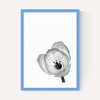 Delicate Poppy
